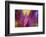 Colorful glass with blurred motion effect.-Stuart Westmorland-Framed Photographic Print