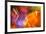 Colorful glass with blurred motion effect.-Stuart Westmorland-Framed Photographic Print