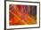 Colorful glass with blurred motion effect.-Stuart Westmorland-Framed Photographic Print