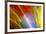 Colorful glass with blurred motion effect.-Stuart Westmorland-Framed Photographic Print