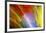 Colorful glass with blurred motion effect.-Stuart Westmorland-Framed Photographic Print