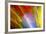 Colorful glass with blurred motion effect.-Stuart Westmorland-Framed Photographic Print