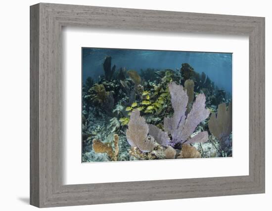 Colorful Gorgonians Grow in Off Turneffe Atoll in Belize-Stocktrek Images-Framed Photographic Print