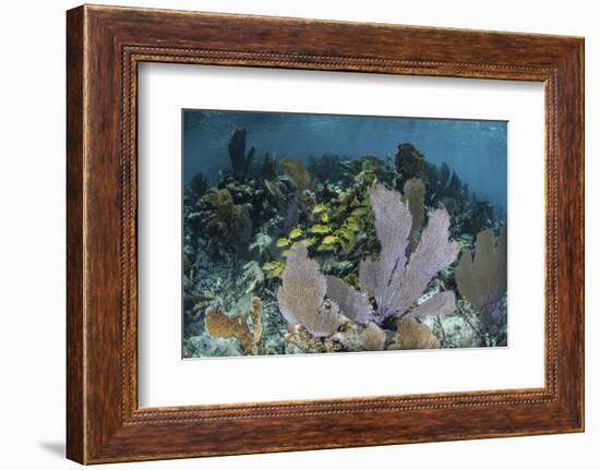 Colorful Gorgonians Grow in Off Turneffe Atoll in Belize-Stocktrek Images-Framed Photographic Print