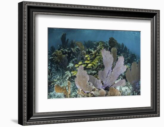 Colorful Gorgonians Grow in Off Turneffe Atoll in Belize-Stocktrek Images-Framed Photographic Print