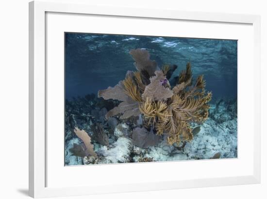 Colorful Gorgonians Grow in Off Turneffe Atoll in Belize-Stocktrek Images-Framed Photographic Print