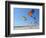 Colorful Kites Dot the Sky-null-Framed Photographic Print