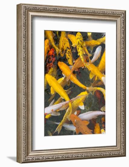 Colorful koi fish in the pond, Taierzhuang Ancient Town, Shandong Province, China-Keren Su-Framed Photographic Print