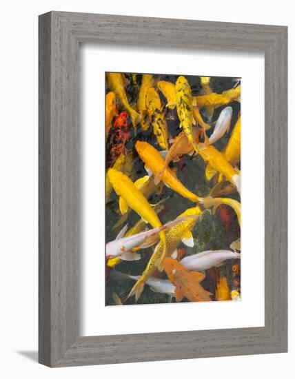 Colorful koi fish in the pond, Taierzhuang Ancient Town, Shandong Province, China-Keren Su-Framed Photographic Print