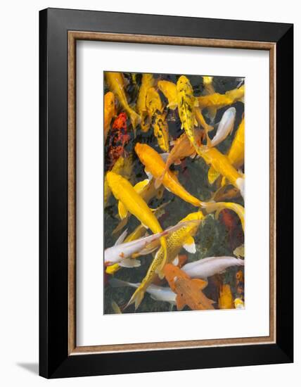 Colorful koi fish in the pond, Taierzhuang Ancient Town, Shandong Province, China-Keren Su-Framed Photographic Print