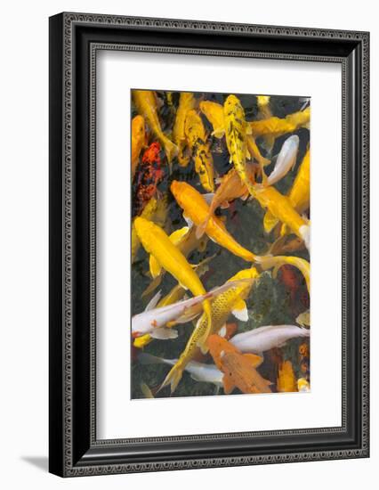 Colorful koi fish in the pond, Taierzhuang Ancient Town, Shandong Province, China-Keren Su-Framed Photographic Print