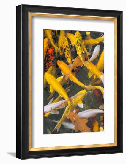 Colorful koi fish in the pond, Taierzhuang Ancient Town, Shandong Province, China-Keren Su-Framed Photographic Print