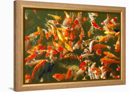 Colorful Koi or Carp Chinese Fish in Water-kenny001-Framed Premier Image Canvas