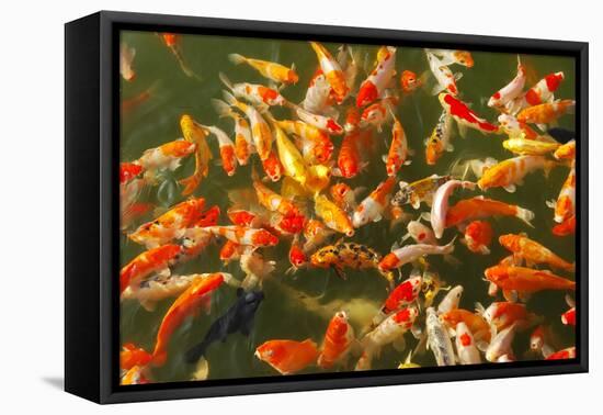 Colorful Koi or Carp Chinese Fish in Water-kenny001-Framed Premier Image Canvas