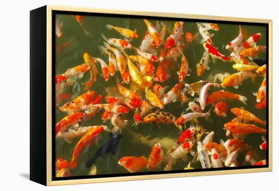 Colorful Koi or Carp Chinese Fish in Water-kenny001-Framed Premier Image Canvas