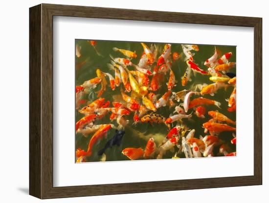 Colorful Koi or Carp Chinese Fish in Water-kenny001-Framed Photographic Print