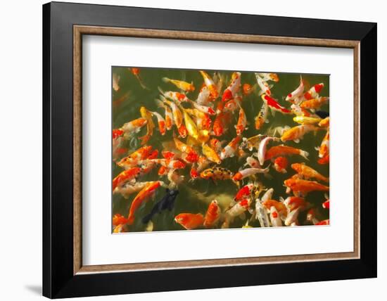 Colorful Koi or Carp Chinese Fish in Water-kenny001-Framed Photographic Print