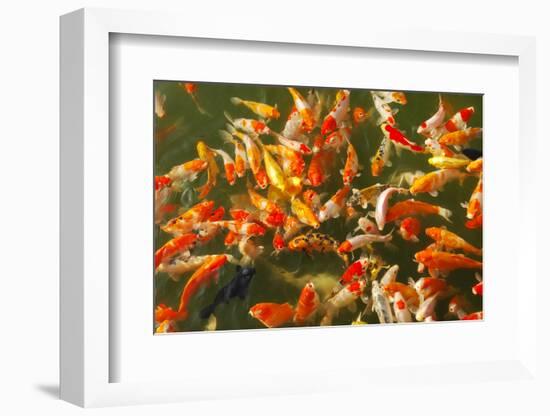 Colorful Koi or Carp Chinese Fish in Water-kenny001-Framed Photographic Print