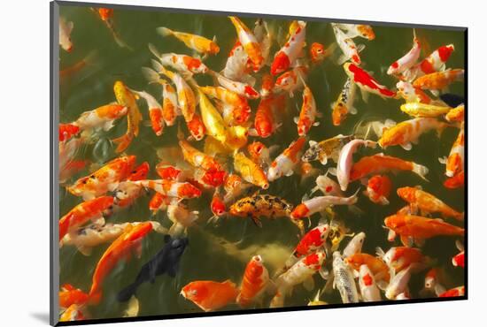 Colorful Koi or Carp Chinese Fish in Water-kenny001-Mounted Photographic Print