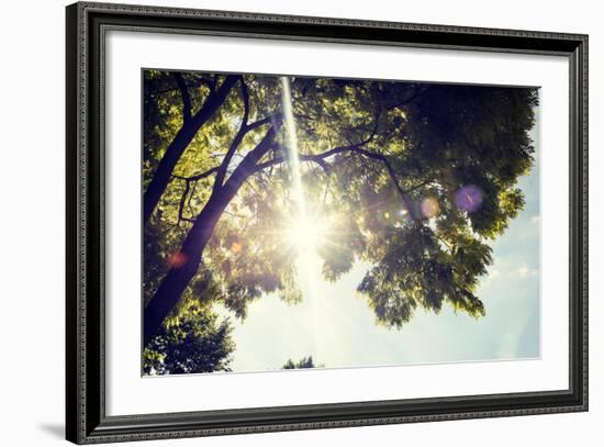 Colorful Leaves with Sunbeam, Toned Image-seewhatmitchsee-Framed Photographic Print