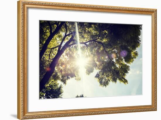 Colorful Leaves with Sunbeam, Toned Image-seewhatmitchsee-Framed Photographic Print