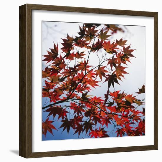 Colorful leaves-Micha Pawlitzki-Framed Photographic Print