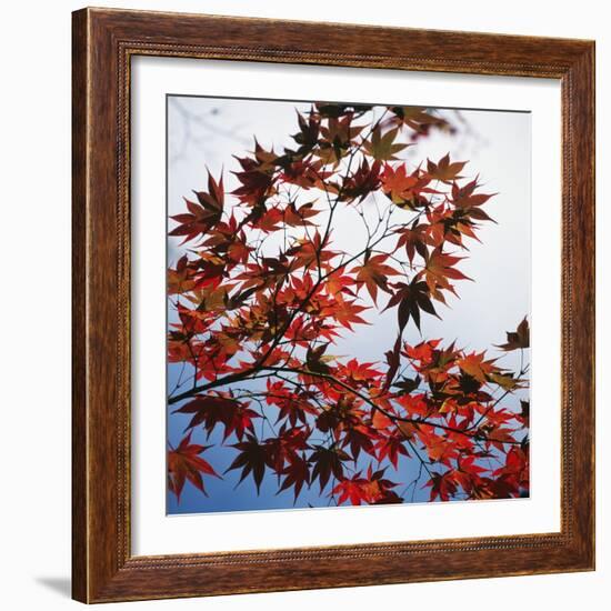 Colorful leaves-Micha Pawlitzki-Framed Photographic Print