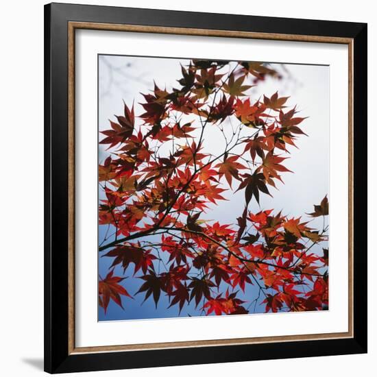 Colorful leaves-Micha Pawlitzki-Framed Photographic Print