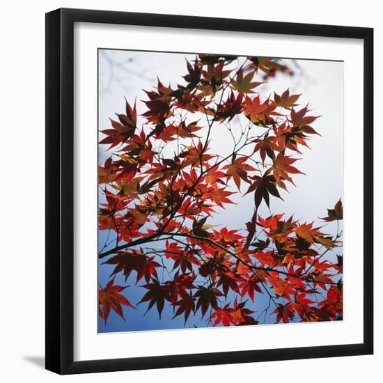 Colorful leaves-Micha Pawlitzki-Framed Photographic Print