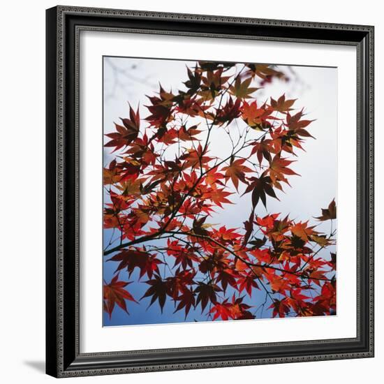 Colorful leaves-Micha Pawlitzki-Framed Photographic Print