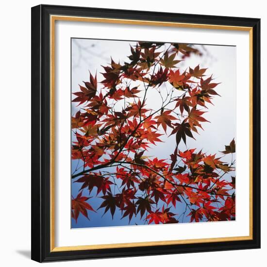 Colorful leaves-Micha Pawlitzki-Framed Photographic Print