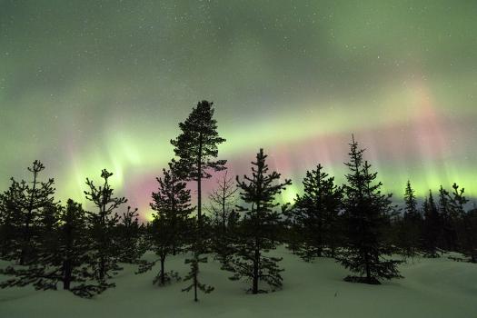 Colorful lights of the Northern Lights (Aurora Borealis) and starry sky on  the snowy woods, Levi, S' Photographic Print - Roberto Moiola | Art.com