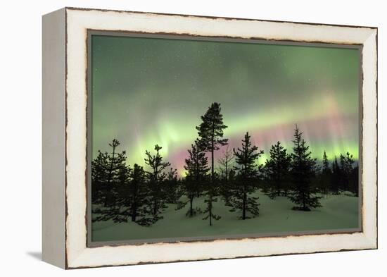 Colorful lights of the Northern Lights (Aurora Borealis) and starry sky on the snowy woods, Levi, S-Roberto Moiola-Framed Premier Image Canvas