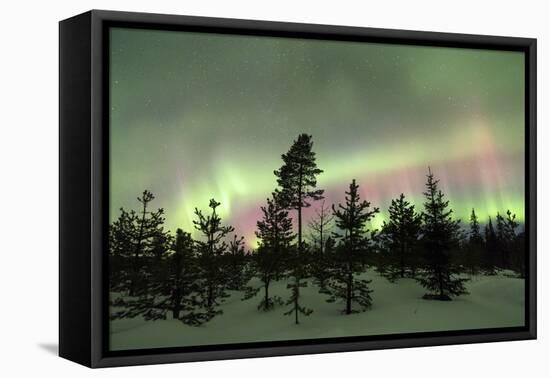 Colorful lights of the Northern Lights (Aurora Borealis) and starry sky on the snowy woods, Levi, S-Roberto Moiola-Framed Premier Image Canvas