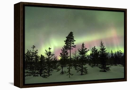 Colorful lights of the Northern Lights (Aurora Borealis) and starry sky on the snowy woods, Levi, S-Roberto Moiola-Framed Premier Image Canvas