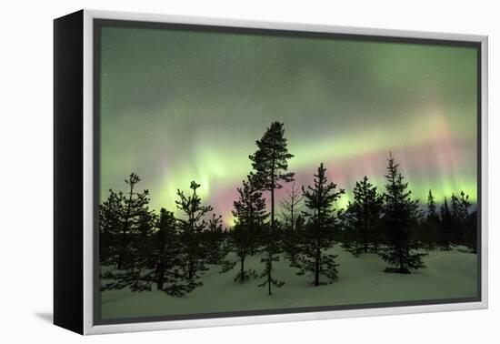 Colorful lights of the Northern Lights (Aurora Borealis) and starry sky on the snowy woods, Levi, S-Roberto Moiola-Framed Premier Image Canvas