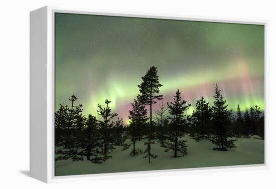 Colorful lights of the Northern Lights (Aurora Borealis) and starry sky on the snowy woods, Levi, S-Roberto Moiola-Framed Premier Image Canvas