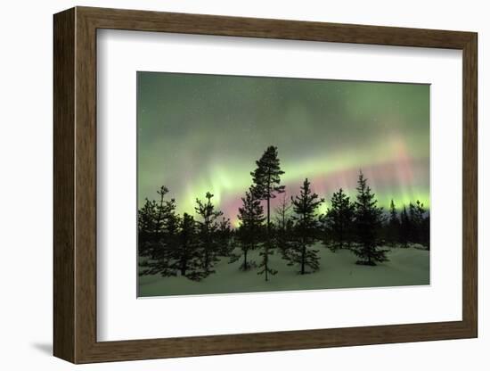 Colorful lights of the Northern Lights (Aurora Borealis) and starry sky on the snowy woods, Levi, S-Roberto Moiola-Framed Photographic Print