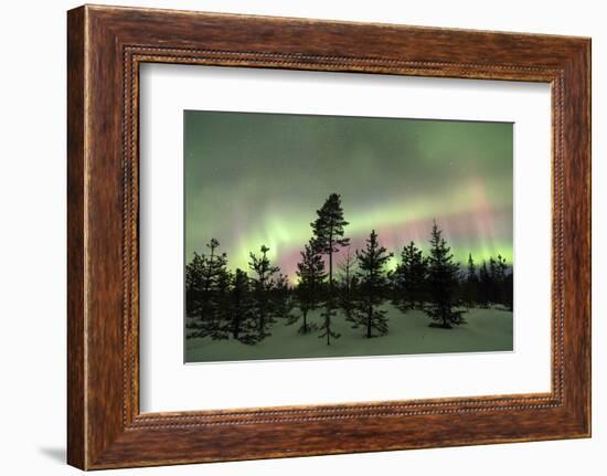 Colorful lights of the Northern Lights (Aurora Borealis) and starry sky on the snowy woods, Levi, S-Roberto Moiola-Framed Photographic Print