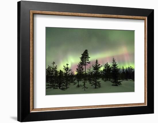 Colorful lights of the Northern Lights (Aurora Borealis) and starry sky on the snowy woods, Levi, S-Roberto Moiola-Framed Photographic Print