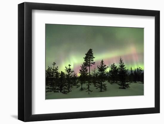 Colorful lights of the Northern Lights (Aurora Borealis) and starry sky on the snowy woods, Levi, S-Roberto Moiola-Framed Photographic Print