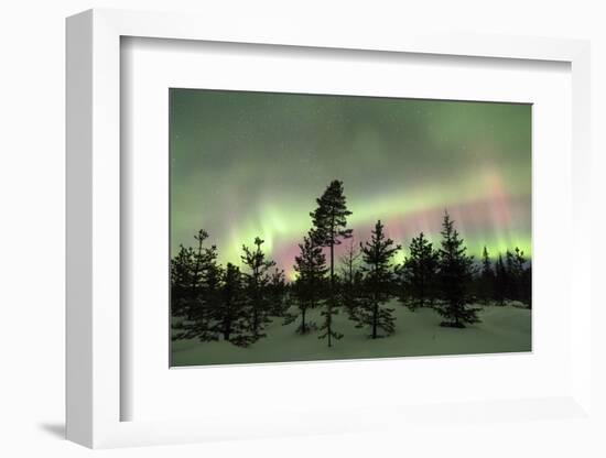 Colorful lights of the Northern Lights (Aurora Borealis) and starry sky on the snowy woods, Levi, S-Roberto Moiola-Framed Photographic Print