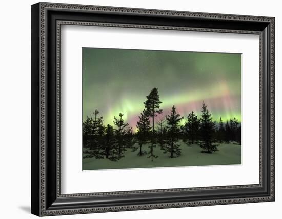 Colorful lights of the Northern Lights (Aurora Borealis) and starry sky on the snowy woods, Levi, S-Roberto Moiola-Framed Photographic Print