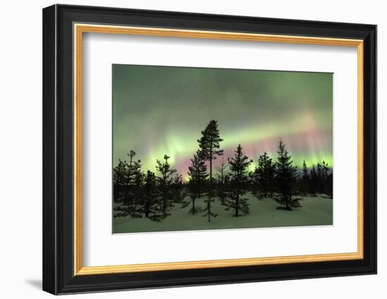 Colorful lights of the Northern Lights (Aurora Borealis) and starry sky on the snowy woods, Levi, S-Roberto Moiola-Framed Photographic Print