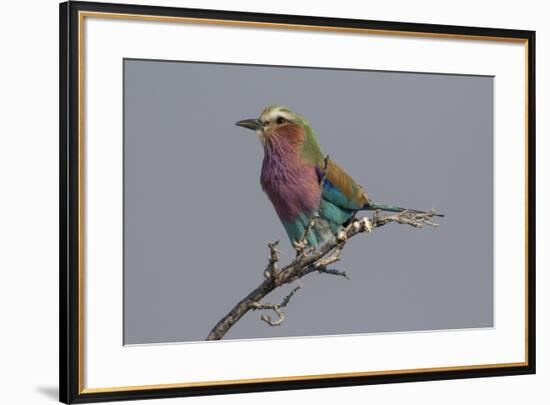 Colorful Lilac Breasted Roller, Etosha National Park-Darrell Gulin-Framed Photographic Print