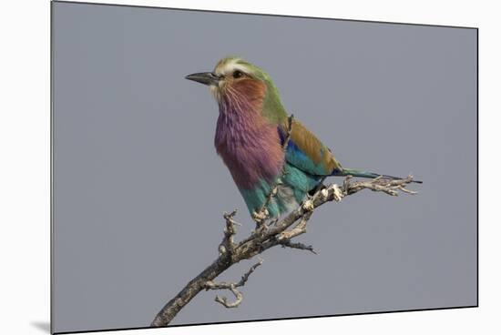 Colorful Lilac Breasted Roller, Etosha National Park-Darrell Gulin-Mounted Photographic Print