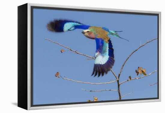 Colorful Lilac Breasted Roller taking flight, Etosha National Park-Darrell Gulin-Framed Premier Image Canvas