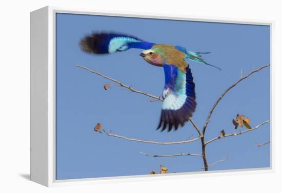 Colorful Lilac Breasted Roller taking flight, Etosha National Park-Darrell Gulin-Framed Premier Image Canvas