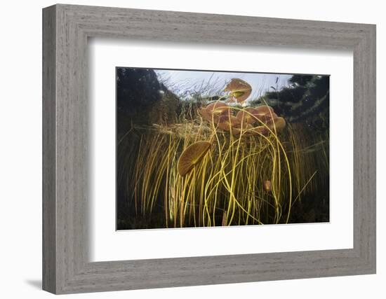 Colorful Lily Pads and Reeds Grow Along the Edge of a Freshwater Lake-Stocktrek Images-Framed Photographic Print