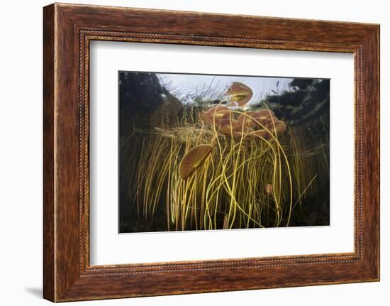 Colorful Lily Pads and Reeds Grow Along the Edge of a Freshwater Lake-Stocktrek Images-Framed Photographic Print